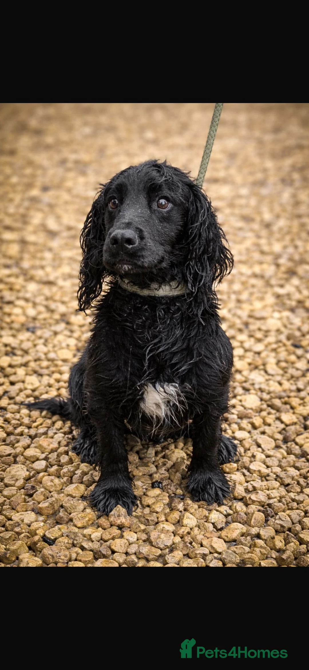 Cockapoo dogs for sale: 5.5 month cockapoo  - Advert 4