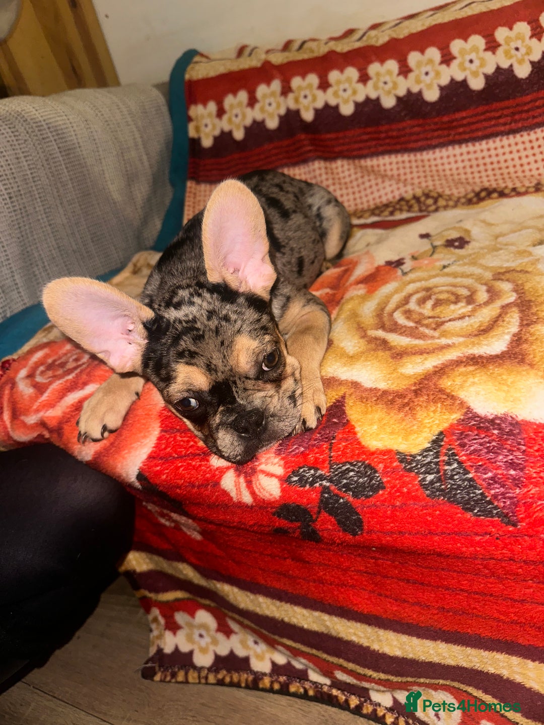 French Bulldog dogs for sale: French bulldog puppies fluffy carriers  - Advert 4