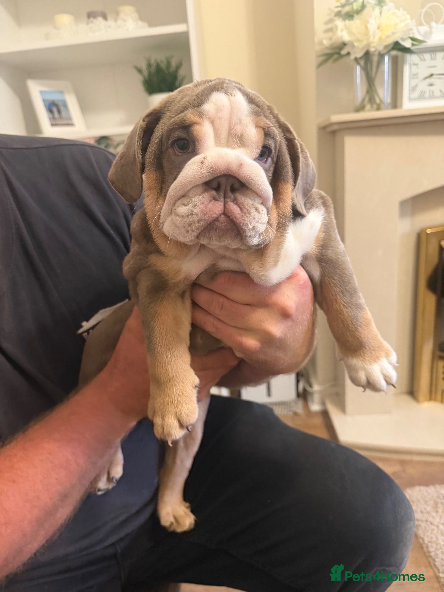 English Bulldog dogs 🐾 two females english Bulldog pups 🐾 - Advert 3