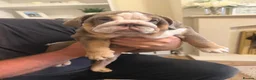 English Bulldog dogs for sale: 🐾 two females english Bulldog pups 🐾 - Advert 7