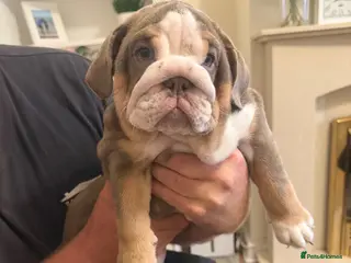 English Bulldog dogs 🐾 Last two females english Bulldog pups 🐾 - Advert 6
