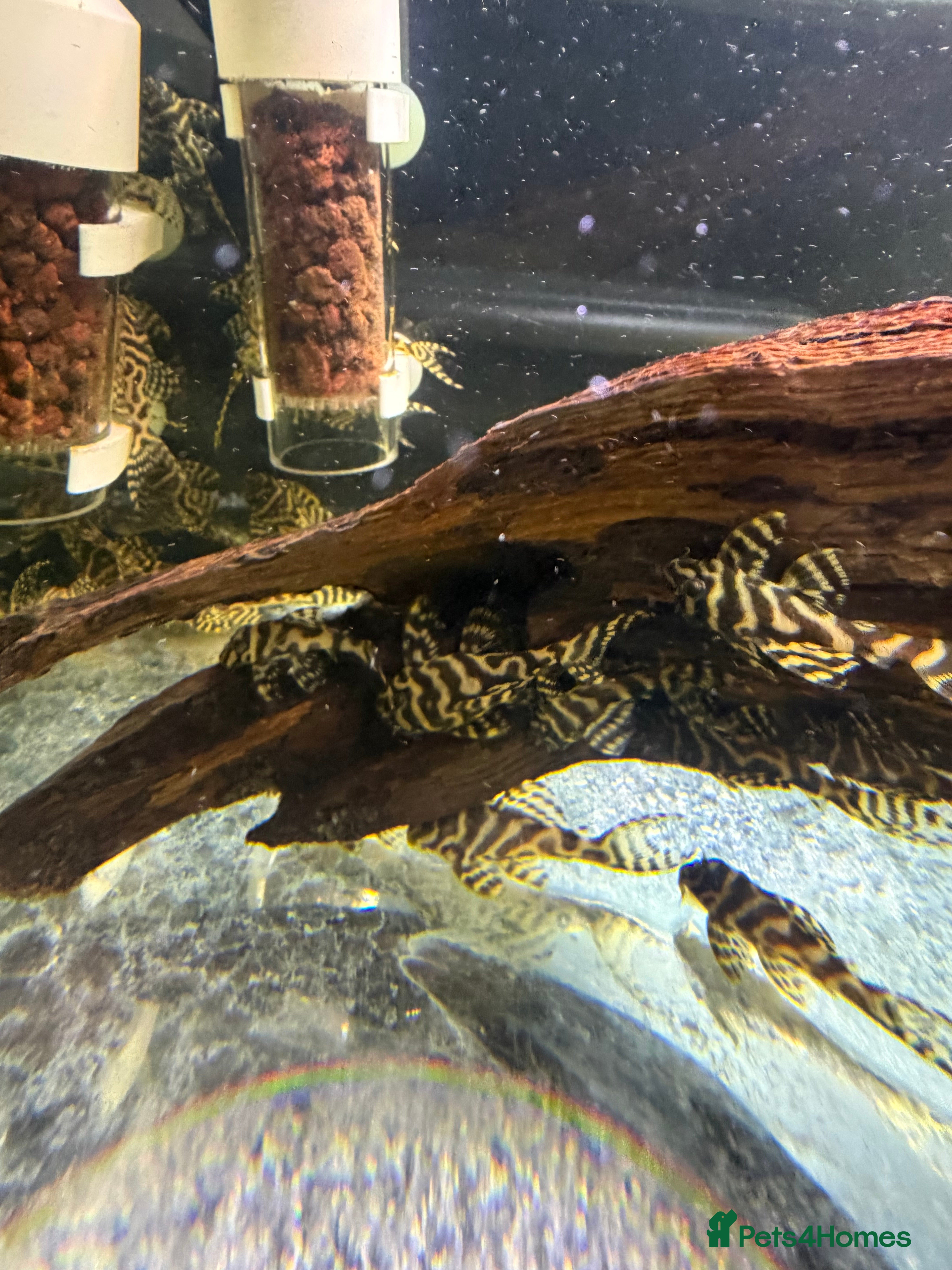 Plecos fish L236RB / Yellow Plecos  - Advert 10