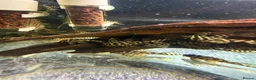 Plecos fish for sale: L236RB / Yellow Plecos  in Doncaster - Advert 1