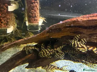 Plecos fish L236RB / Yellow Plecos - Advert 10