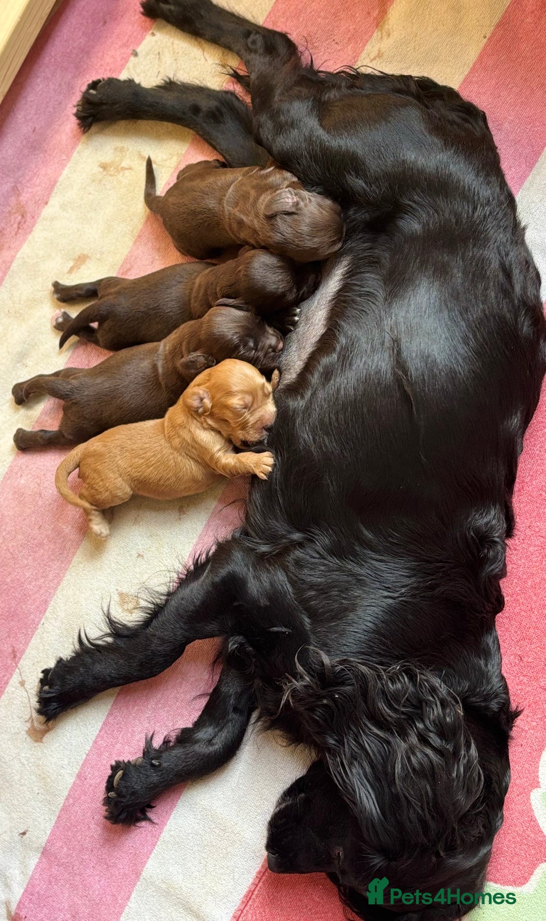 Sprocker dogs for sale: Beautiful, Loveable Spaniels For Sale - Image 9