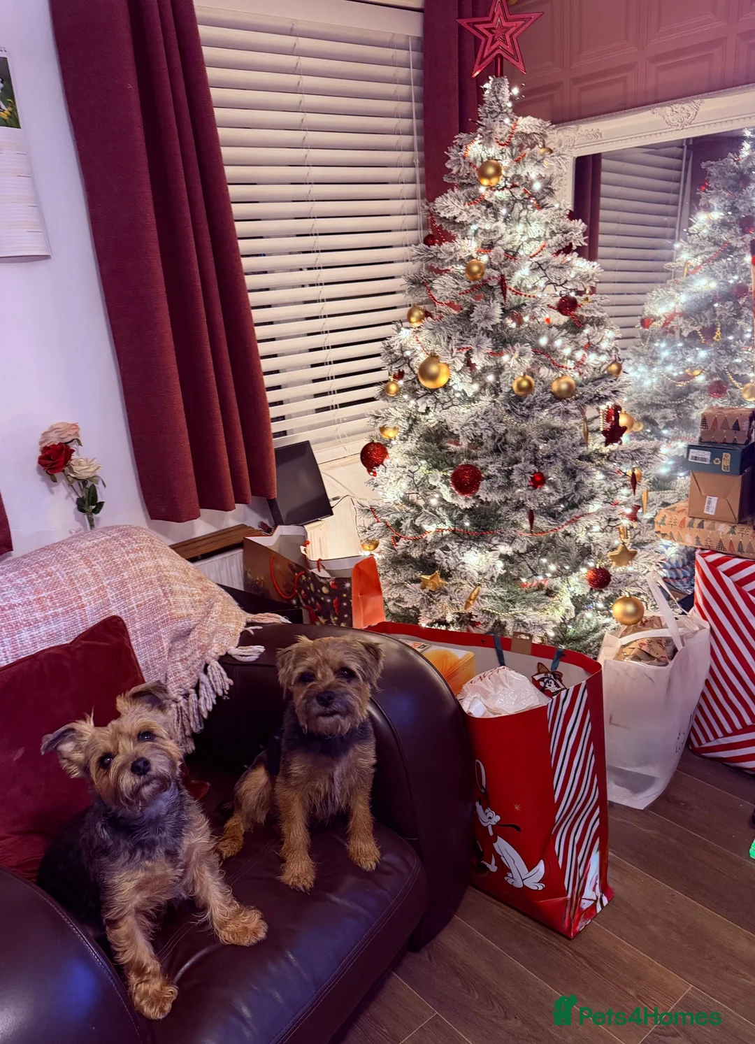 Mixed Breed dogs for sale: Beautiful border cross female puppy  - Advert 2