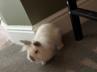 Mini Lop rabbits Lionhead for sale - Advert 14
