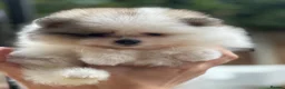 Pomeranian dogs for sale: Double coated true to type Pomeranians  - Advert 12