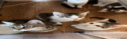 Mixed Breed cats for sale: 6 adorable Kittens for sale - Advert 2