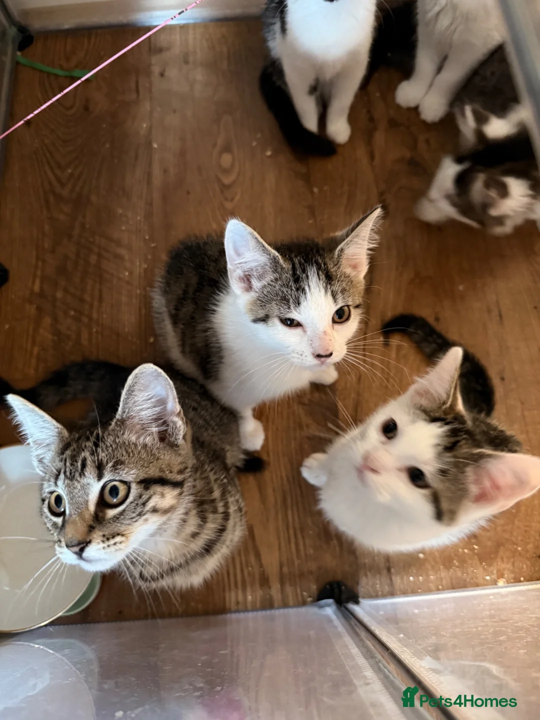 Mixed Breed cats for sale: 6 adorable Kittens for sale - Advert 2