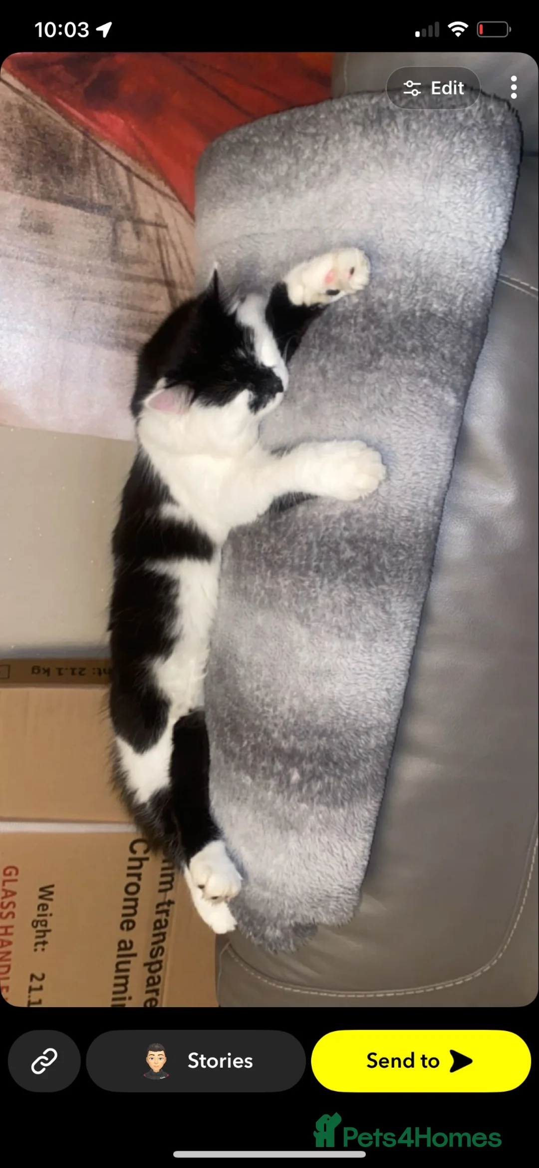 Mixed Breed cats for sale: Five beautiful kittens all ready to go! - Advert 1
