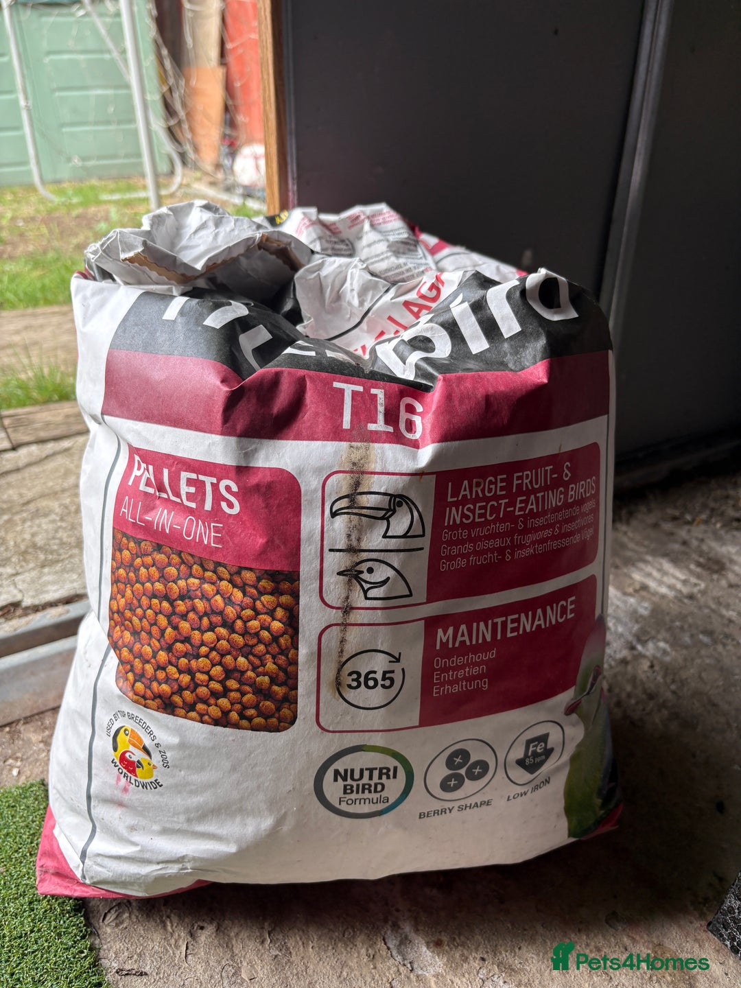 Softbills birds for sale: Hand reared curl created baby for sale  - Image 5