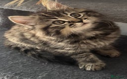 Mixed Breed cats for sale: Maine coon x ragdoll  - Image 26