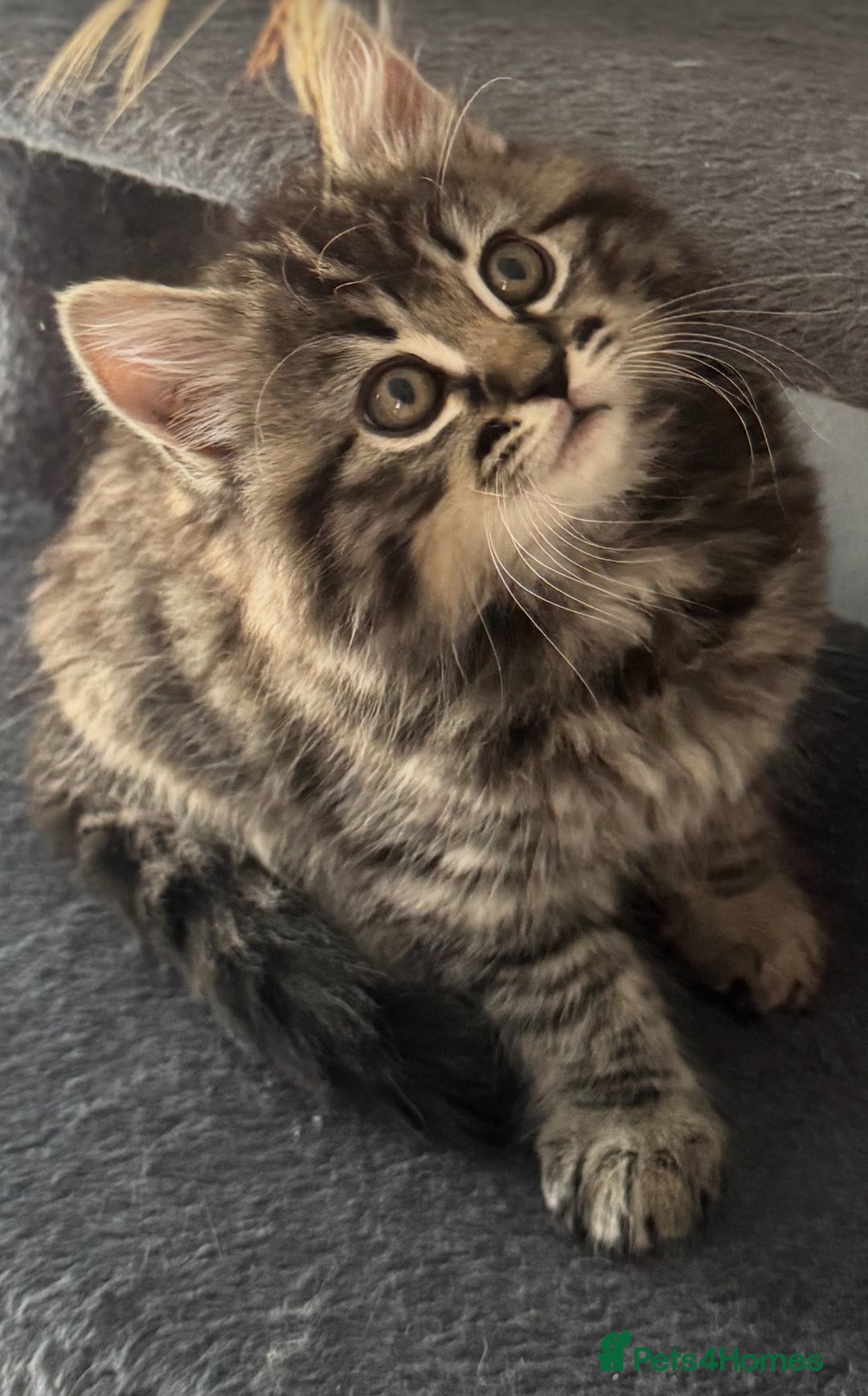 Mixed Breed cats for sale: Maine coon x ragdoll  - Image 26