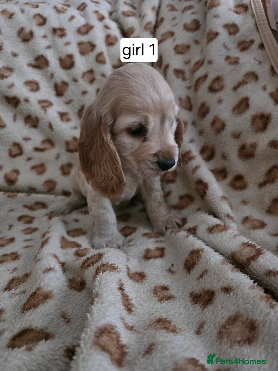 Cocker Spaniel dogs for sale: Show cocker spaniel puppies - Advert 4