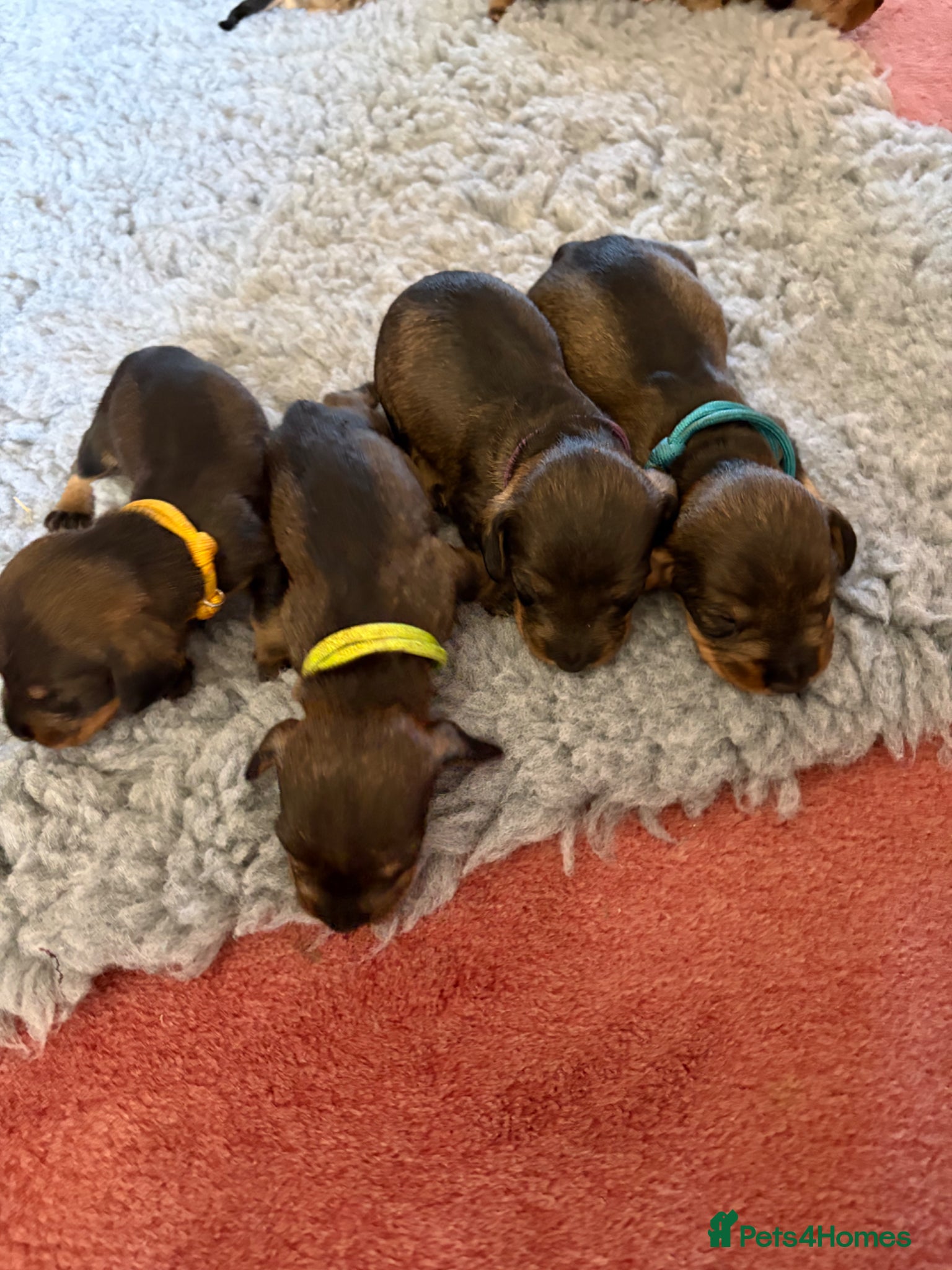 Dachshund dogs for sale: Beautiful Pedigree Wire-Haired Dachshund Puppies - Advert 11