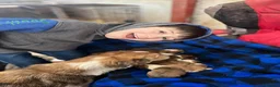 Border Collie dogs for sale: WSD PUPS LOOKING FOR LOVING HOMES - Advert 2