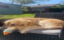 Golden Retriever dogs for stud: Proven Gorgeous Stud Dog - Image 6