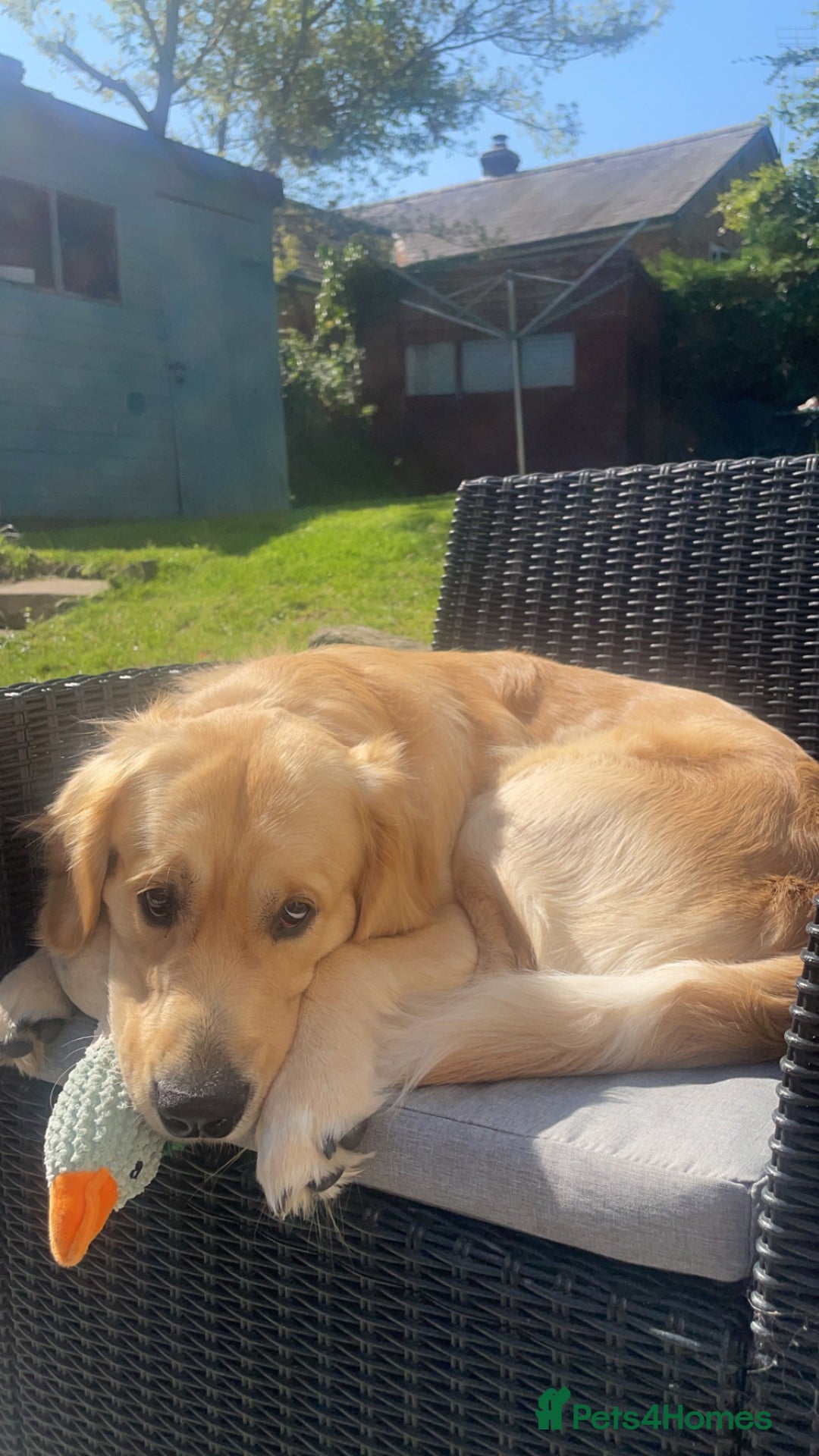 Golden Retriever dogs for stud: Proven Gorgeous Stud Dog - Image 6