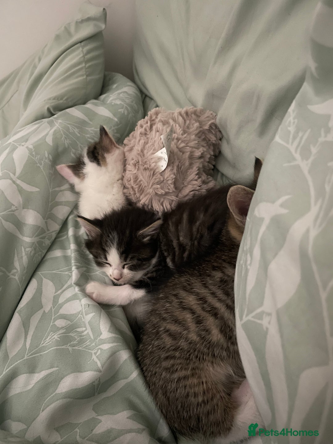 British Shorthair cats for sale: 2 beautiful female kittens for sale - Image 4