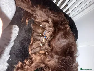 Cavapoo dogs Beautiful fluffy bears - Advert 1