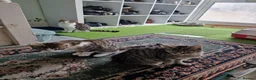 Mixed Breed cats for sale: Tabby Cats 4 Sale in Barking - Advert 28