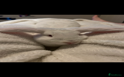 English Lop rabbits for sale: Male and Female rabbit  - Image 1