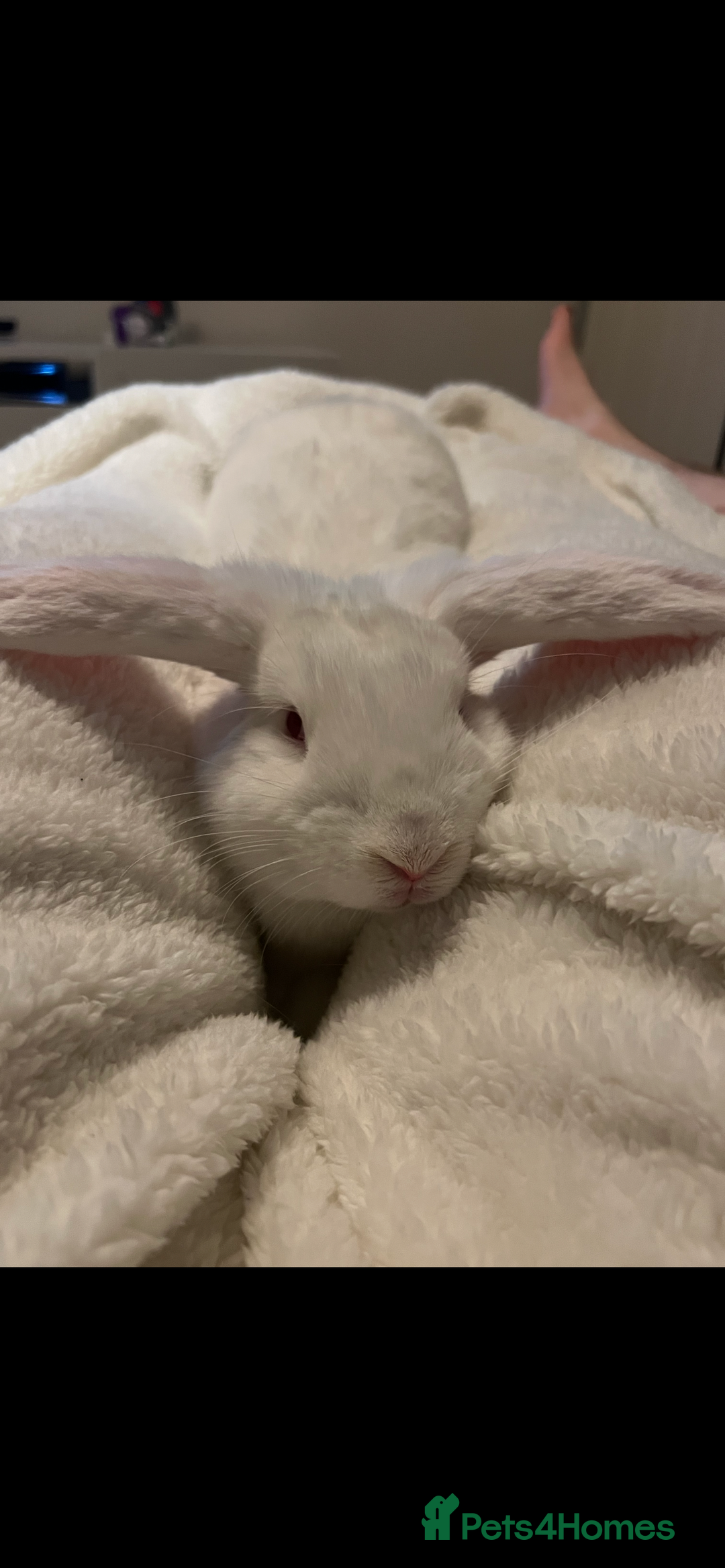 English Lop rabbits for sale: Male and Female rabbit  - Image 1