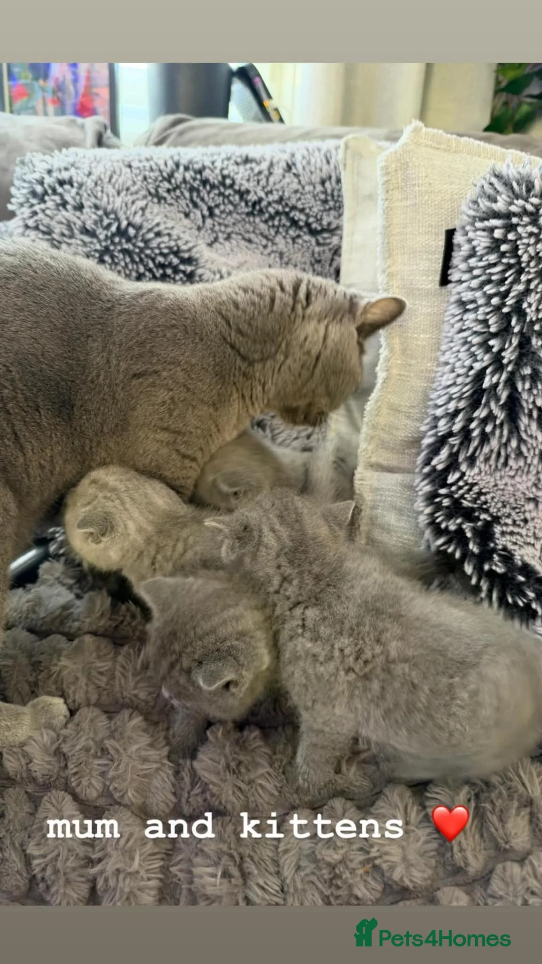 British Shorthair cats for sale: Beautiful British Shorthair Kittens - Advert 6