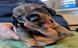 Dachshund dogs for sale: Standard Wirehaired Dachshund Puppies - Image 24