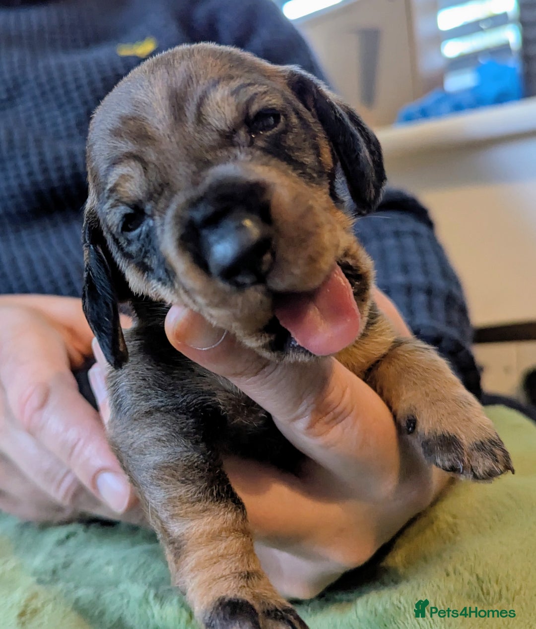 Dachshund dogs for sale: Standard Wirehaired Dachshund Puppies - Image 24