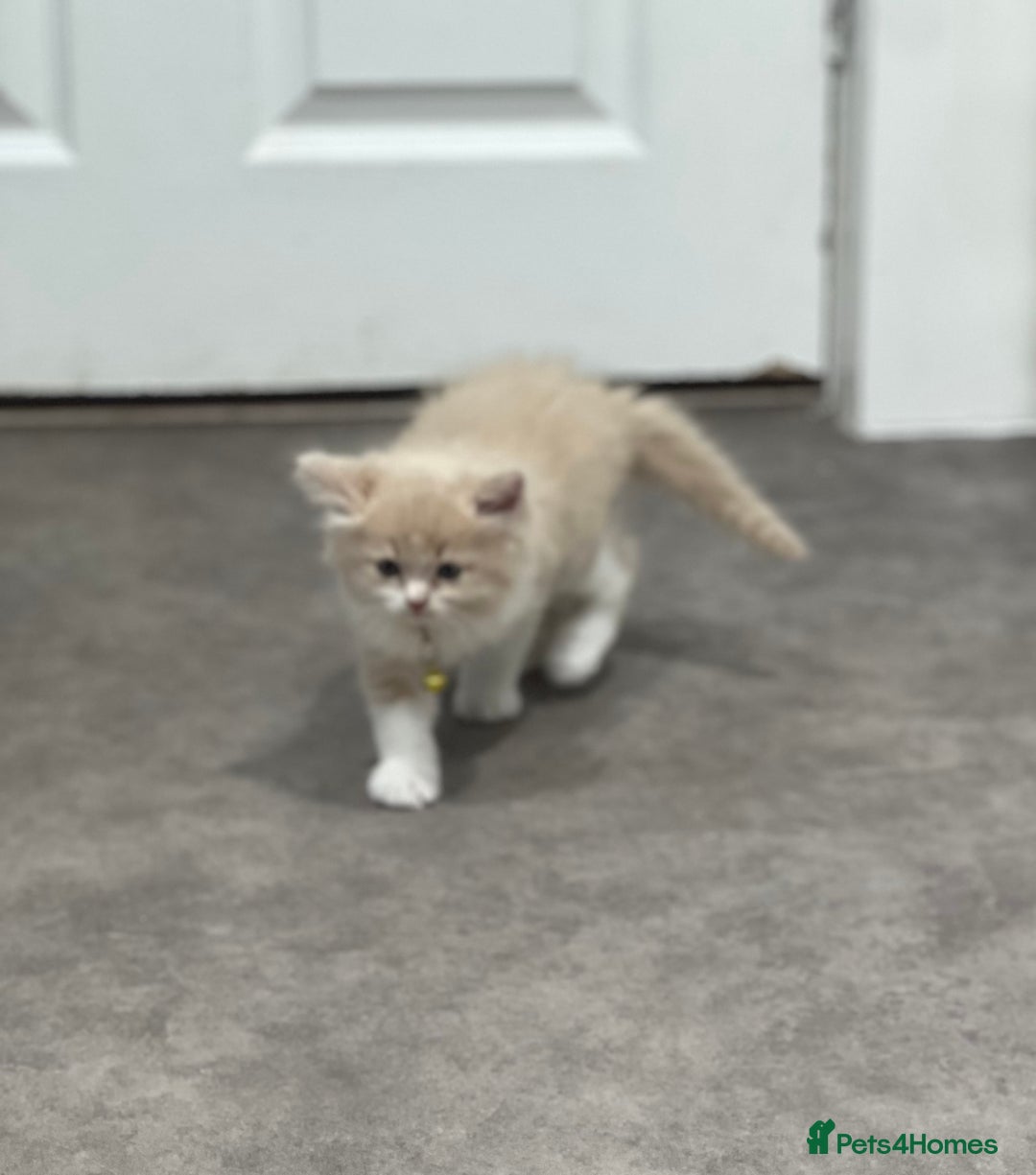 Ragdoll cats for sale: Persian x Ragdoll kittens - Image 18