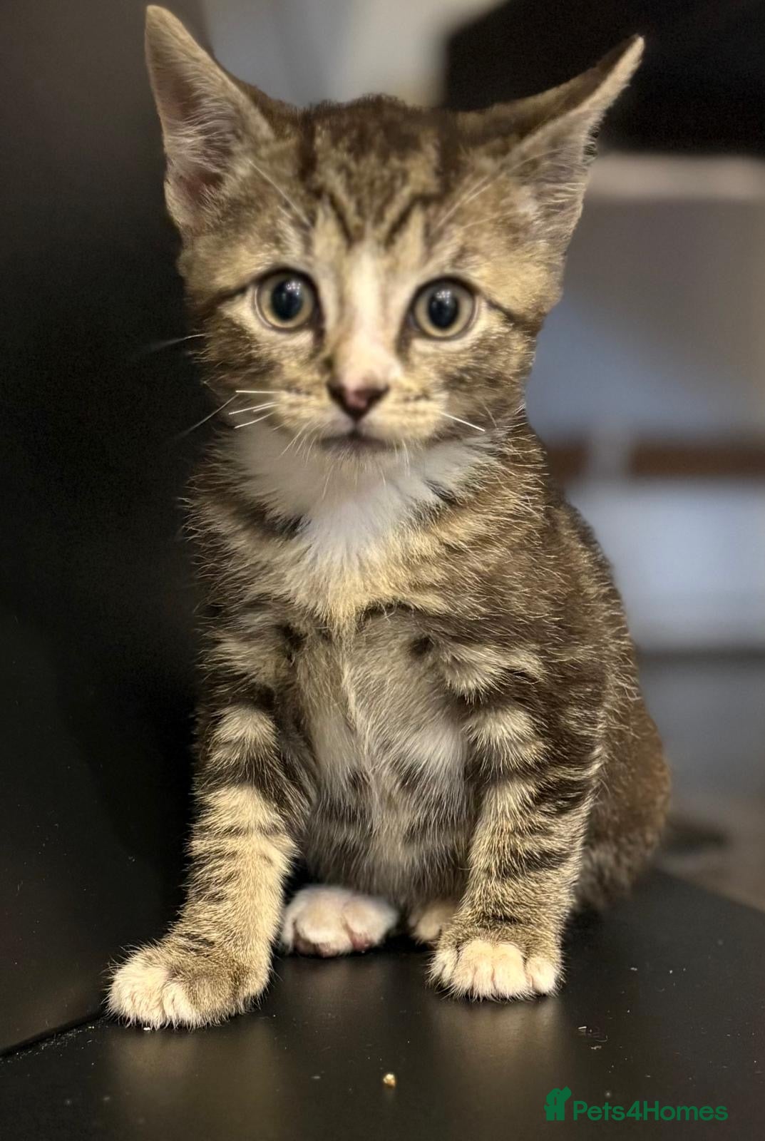 Mixed Breed cats 3 beautiful tabby kittens  - Advert 6