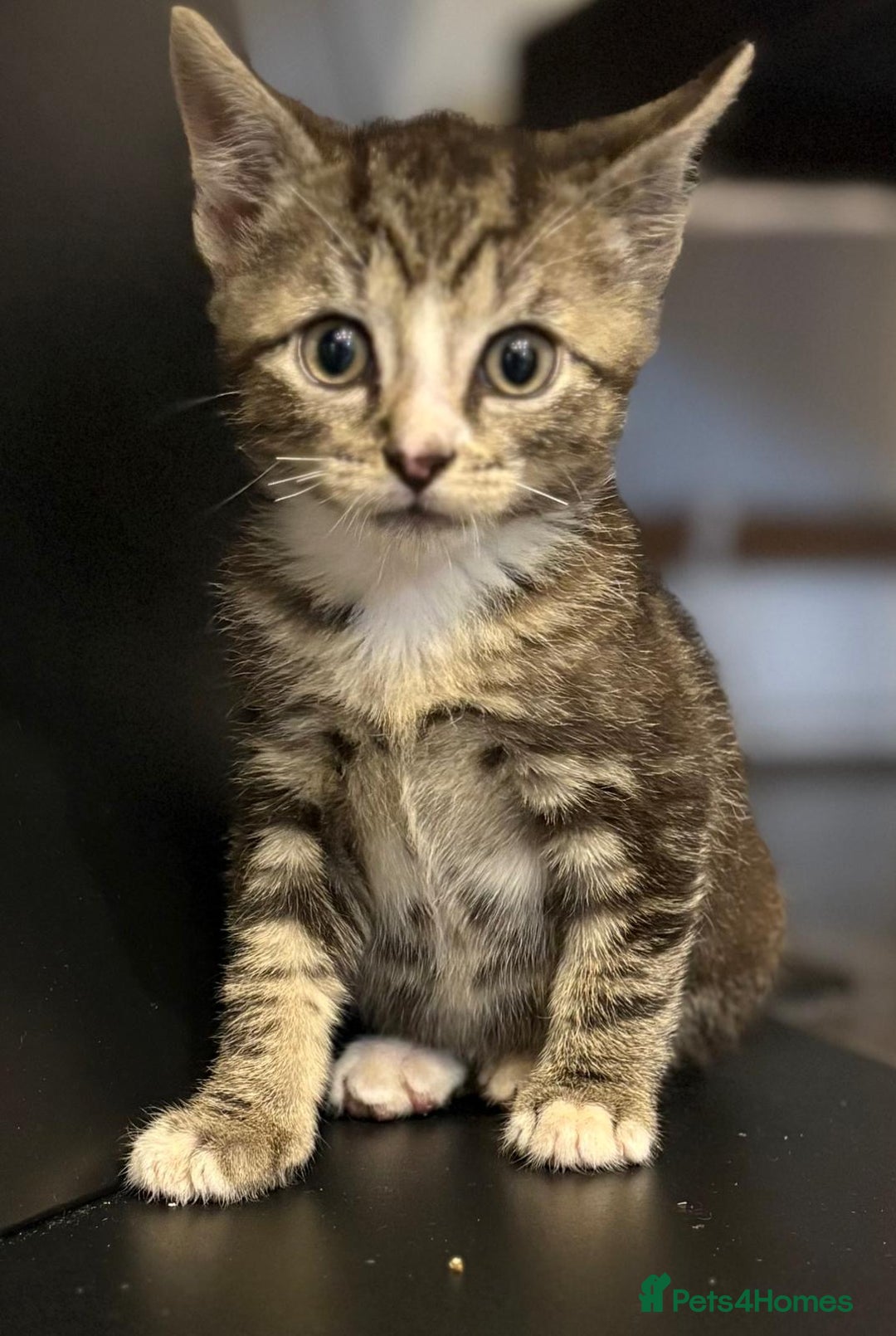 Mixed Breed cats for sale: 3 beautiful tabby kittens  - Advert 1