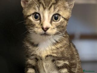 Mixed Breed cats 3 beautiful tabby kittens - Advert 18