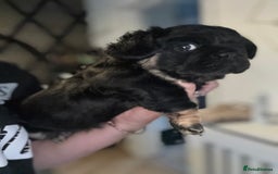 French Bulldog dogs for sale: Beautiful Black and Tan Fluffy Frenchbulldog - Image 1