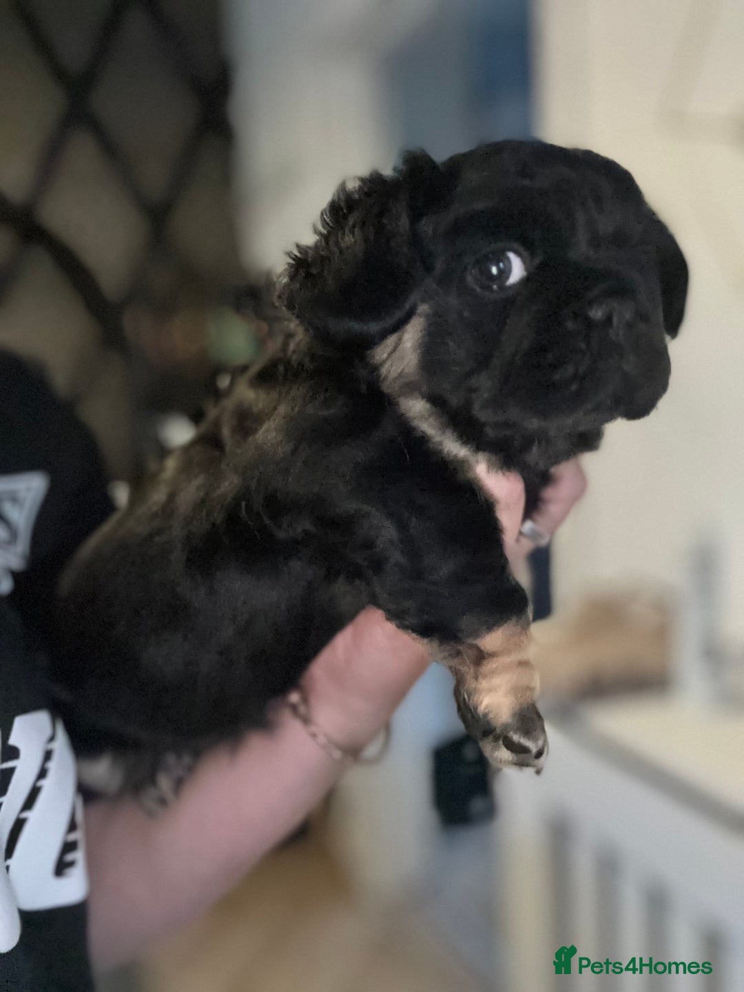 French Bulldog dogs for sale: Beautiful Black and Tan Fluffy Frenchbulldog - Image 1