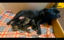 Mixed Breed dogs for sale: Frug/Staffy Puppies - Image 7