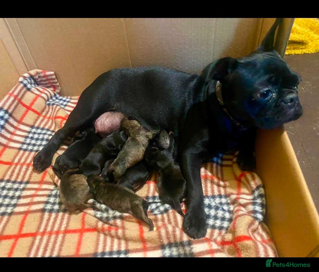 Mixed Breed dogs for sale: Frug/Staffy Puppies - Image 7