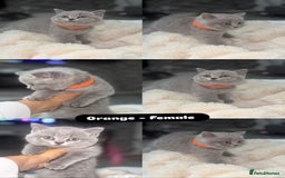 British Shorthair cats for sale: Beautiful British short hair kittens for sale  - Image 4