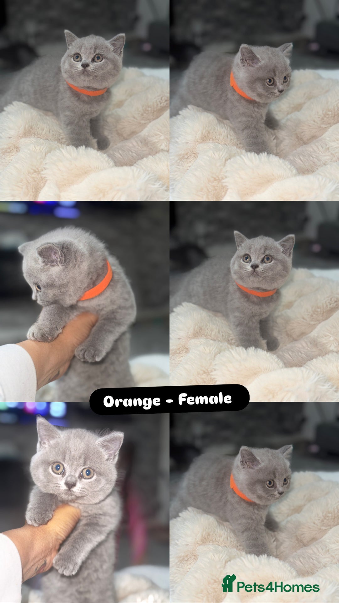 British Shorthair cats for sale: Beautiful British short hair kittens for sale  - Image 4