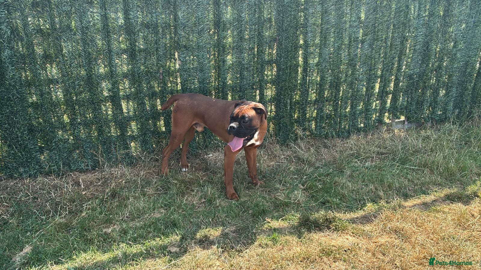 Boxer dogs KC proven Stud bobtail - Advert 2