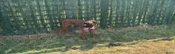 Boxer dogs for stud: KC proven Stud bobtail - Advert 2