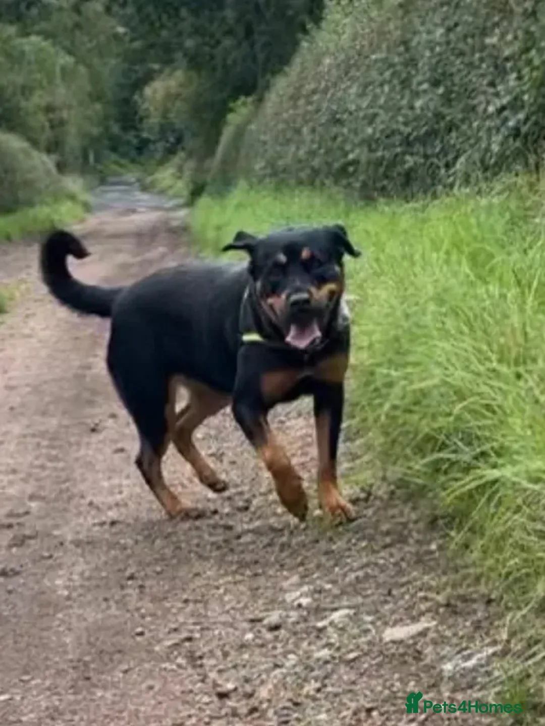 Rottweiler dogs for adoption: Mini  - Advert 4