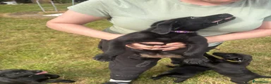 Labrador Retriever 1
