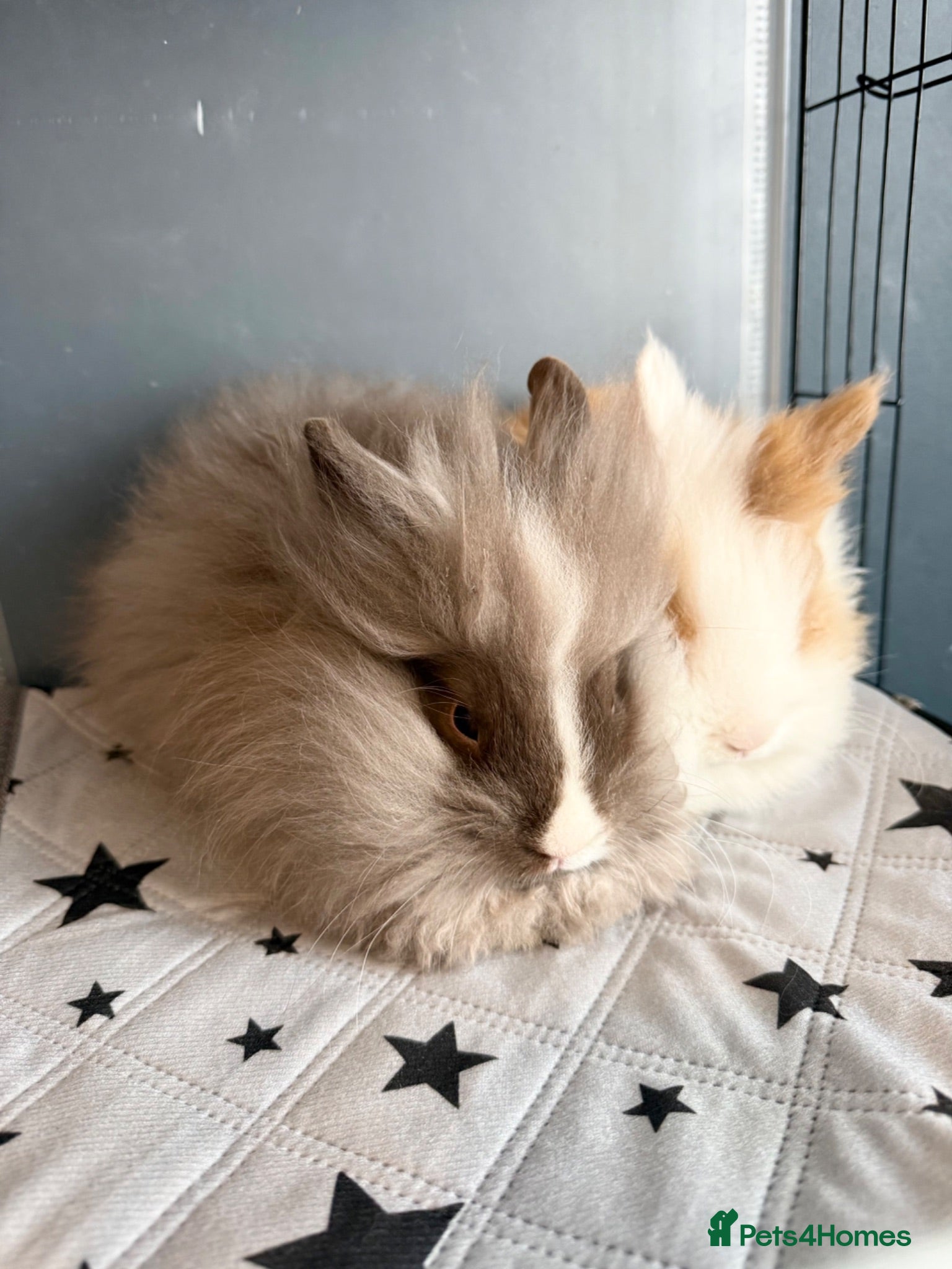 Angora rabbits 2 Bonded Does For Rehome - 5* homes only!!  - Advert 2