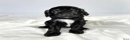 Cockapoo dogs for sale: 🐾 beautiful cockerpoo puppies  in Amersham - Advert 16