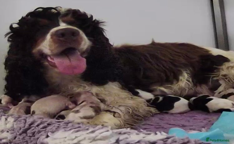 Cocker Spaniel dogs Champion Bloodlines KC Reg Show Cocker Spaniels - Advert 1