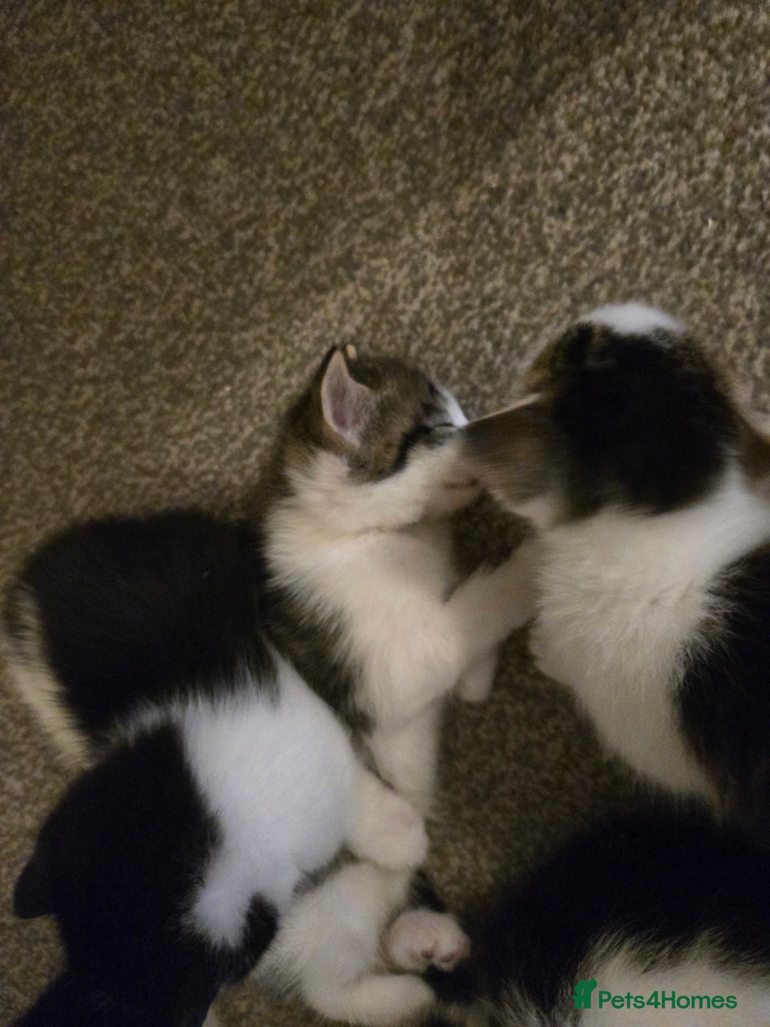 Mixed Breed cats for sale: Sweet kittens  - Image 5