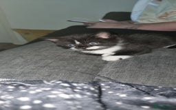 Mixed Breed cats for sale: Two kittens looking for forever homes - Image 5